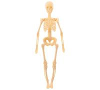 PAMINGONO Anatomical Skeleton Model Full Body Human Skeleton Teaching Aid Plastic for Medical Education Science Learning and DIY Assembly Educational Tool for Students