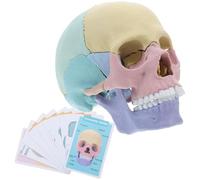 PAMINGONO Anatomical Skull Model Human Exploded Skull Detachable Skeleton Head Model for Medical Teaching and Anatomy Study Detailed Cranial Structure