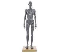PAMINGONO Human Female Muscle Structure Model for Artists Art Reference Figure Anatomical Drawing Aid with Detailed Muscular System Display for Study and Teaching Random Color