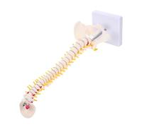 PAMINGONO Human Spine Model with Pelvis and Tailbone Detailed Medical Anatomy Practice Model for Education and Medical Training PVC Vertebral Column with Nerve Roots and Intervertebral Discs