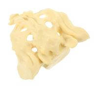 PAMINGONO Life Size Sacrum Anatomical Model Made of Sturdy Pvc with Smooth Surface for Field and Education Use, Training Sacrum Bone Model for Doctors and Nurses