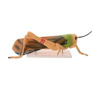 PAMINGONO Pvc Grasshopper Dissection Model for Biology Education Teaching