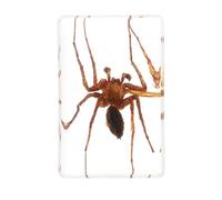 PAMINGONO Real Tarantula Specimen in Resin Lightweight Science Education Sample for Biology Classroom and Photography Prop with Creative Amber Desktop Adornments