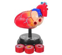 PAMINGONO Realistic Human Heart Model with Layered Interactive Design and Mounted Display Base, Plastic Anatomy Model for Educational Settings and Lab Experiments, Comprehensive