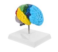PAMINGONO Scale Right Hemisphere Human Brain Model with Color Annotations for Medical Teaching Anatomical Learning and Physiology Education in Doctor Office and Classroom