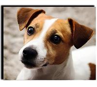 PAMMUQ Paint by Number for Adults DIY Oil Painting Kits with Brushes and Acrylic Pigment Canvas Painting Decor Gifts 16 x 20 inch Jack Russell Terrier Dog ,Frameless