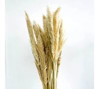 Pampas Grass Bunch 120cm Pack of 5 Decorative Flowers Feathers Wedding Floral Arrangement Centrepiece (Natural)