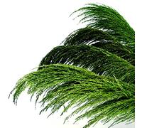 Pampas Grass Decor Tall,Large Pampas Floral Fluffy,Long Feather Flowers for Boho Wedding Arangement Bedroom Living Room Decorations (green, 8pcs 31.5"/80cm)