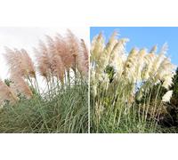 Pampas Grass - White or Pink - up to 3 Potted Plants: White/Three Plants