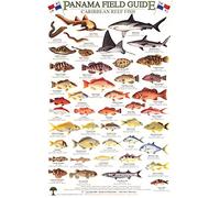 Panama Caribbean Reef Fish Identification Guide (Laminated Single Sheet Field Guide) (English and Spanish Edition)