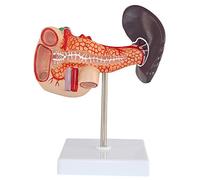 Pancreas And Spleen Anatomy Model - Human Organ Anatomical Model - Human Pancreas Spleen And Duodenum Anatomy Model - for Study Display Teaching Medical Model