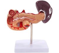 Pancreas Spleen Hepatobiliary Duodenal Organs Model 1:1 Pancreas Visceral Anatomy Model Best Teaching Aid Human Organ M