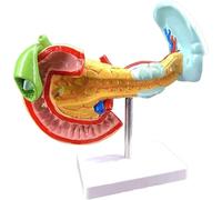 Pancreas Spleen Hepatobiliary Duodenal Organs Model 1:1 Pancreas Visceral Anatomy Model Best Teaching Aid Human Organ M