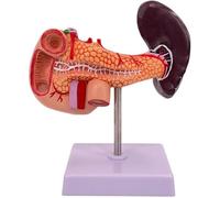 Pancreas spleen model Life Size Liver Anatomical Model With digital logo and base Duodenum Anatomy Model for Human Anatomy and Physiology Education