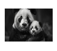 Panda Area Rugs, Animals Cute Rug 160x230 cm, Foldable Rugs In Entertainment Area Rug for Machine Washable Non Slip Carpet, for Kitchen Bedroom Living Room 1e104