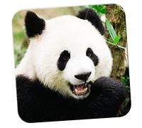 Panda Bear Chewing Bamboo Coaster/Pack of Coasters