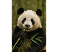 Panda Dreams: Bamboo Forest: 110 page lined notebook