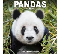 Pandas 2026 Calendar | Square Wall Calendar | Animal Gift | Plastic Free Packaging | by Avonside Publishing