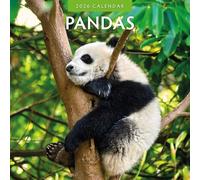 Pandas - 2026 Square Wall Calendar - by Red Robin Publishing