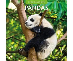 Pandas - 2026 Square Wall Calendar - by Red Robin Publishing