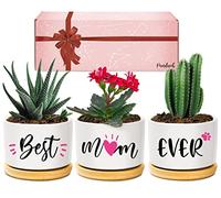 Pandasch Gifts for Mum, Mum Birthday Gifts from Daughter or Son, Best Mum Ever Succulent Planters Mummy Presents for Mothers Day, Unique Mum Gift Idea for Any Occasion, Arrive Beautifully Gift Boxed