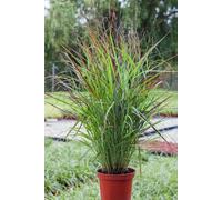 Panicum virgatum 'Shenandoah' 9cm (PRE ORDER APRIL 2025)