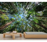 Panoramic Looking Up Forest Canopy Murals Natural Landscape Wallpaper Green Tree Blue Sky Wallpaper for Kids Room Tropical Woodland Canopy Bedroom Mural Living Room Dining Room Decor 200X140cm