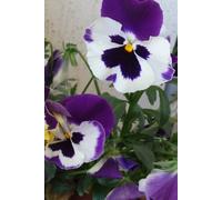 PANSIES Undated Daily Planner & Floral Calendar: Aesthetic Weekly Organizer for Productivity, Goal Setting Journal & To-Do List Notebook. Start Anytime Non-Dated Agenda