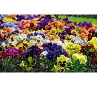 Pansy Matrix Mixed 6 Plugs