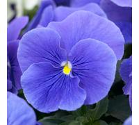 Pansy True Blue | Colourful Flowering Garden Ready Bedding Plants 6 Pack
