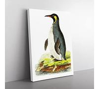 Pantagonian Penguin By George Shaw Vintage Canvas Wall Art Print Ready to Hang, Framed Picture for Living Room Bedroom Home Office Décor, 76x50 cm (30x20 Inch)