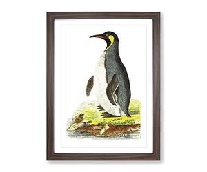 Pantagonian Penguin By George Shaw Vintage Framed Print | A2 Walnut Framed Wall Art | Ready to Hang | Classic Nature Picture | Living Room Bedroom Lounge Office