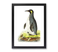 Pantagonian Penguin By George Shaw Vintage Framed Print | A4 Black Framed Wall Art | Ready to Hang | Classic Nature Picture | Living Room Bedroom Lounge Office