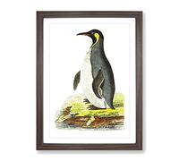 Pantagonian Penguin By George Shaw Vintage Framed Print | A4 Walnut Framed Wall Art | Ready to Hang | Classic Nature Picture | Living Room Bedroom Lounge Office