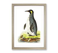 Pantagonian Penguin By George Shaw Vintage Framed Wall Art Print, Ready to Hang Picture for Living Room Bedroom Home Office Décor, Oak A2 (64 x 46 cm)