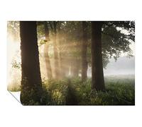 Panther Print Fine Art Prints Summer Sunlight Trees Landscape Artistic Unframed Poster, Pictures for Home Walls, Bedroom, Living Room & Bathroom Decor 31x20cm (12x8in)