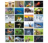 Papa Prints Pack of 24 Wildlife Greeting Cards Blank Greeting Cards (149 x 105 mm) with Envelopes Blank Inside