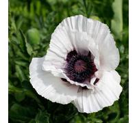 Papaver Orientale Royal Wedding Oriental Poppy Plants 6 Plug Plants