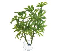 Papaya plant for aquarium Zoomed Betta BP21