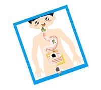 Paper Digestive Organ Anatomy Model Learning Tool