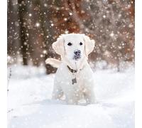 Paper House Pack of 6 Artistic Charity Christmas Cards - 'Dog In The Snow' - Snow Flurry - From The Great British Card Company