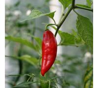Paper Lantern Hot Chilli Pepper Seeds - Ornamental & Culinary Easy Grow Vibrant Fruits (Thompson & Morgan)