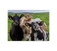 Paper Puzzle，Jigsaw Puzzle 1000 Pieces，Four funny cows looking at the camera，Classic Puzzles Adult Children Spend Time Developing Intellectual Games（38x26cm）-P4