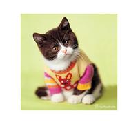 Paper Trail Greetings Card - Snikers the Kitten by Rachael Hale