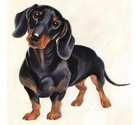 Paperlink Artistic Male/Female Blank/Birthday Greeting Card - Dachshund Puppy Dog Tilting His Head - For Her/Him - Watercolour Design