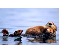 Papery 100 Piece Otter Puzzles for Adults Gift for Family Game Cool Puzzle Challenging Home Textiles No Glue Required 45.5x35.5CM