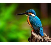 Papery Jigsaw Puzzle 200 Pieces Kingfisher Blue Jigsaw Puzzle Game For Adults And Teenagers Kids 35x25CM