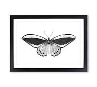 Papilio Butterfly in Black & White by George Shaw Framed Print A2 Black