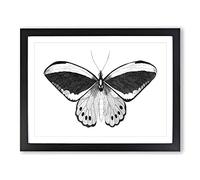 Papilio Butterfly In Black & White By George Shaw Vintage Framed Print | A2 Black Framed Wall Art | Ready to Hang | Classic Animal Picture | Living Room Bedroom Lounge Office
