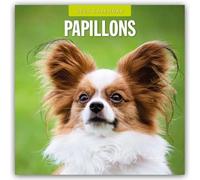 Papillions 2025 Square Wall Calendar